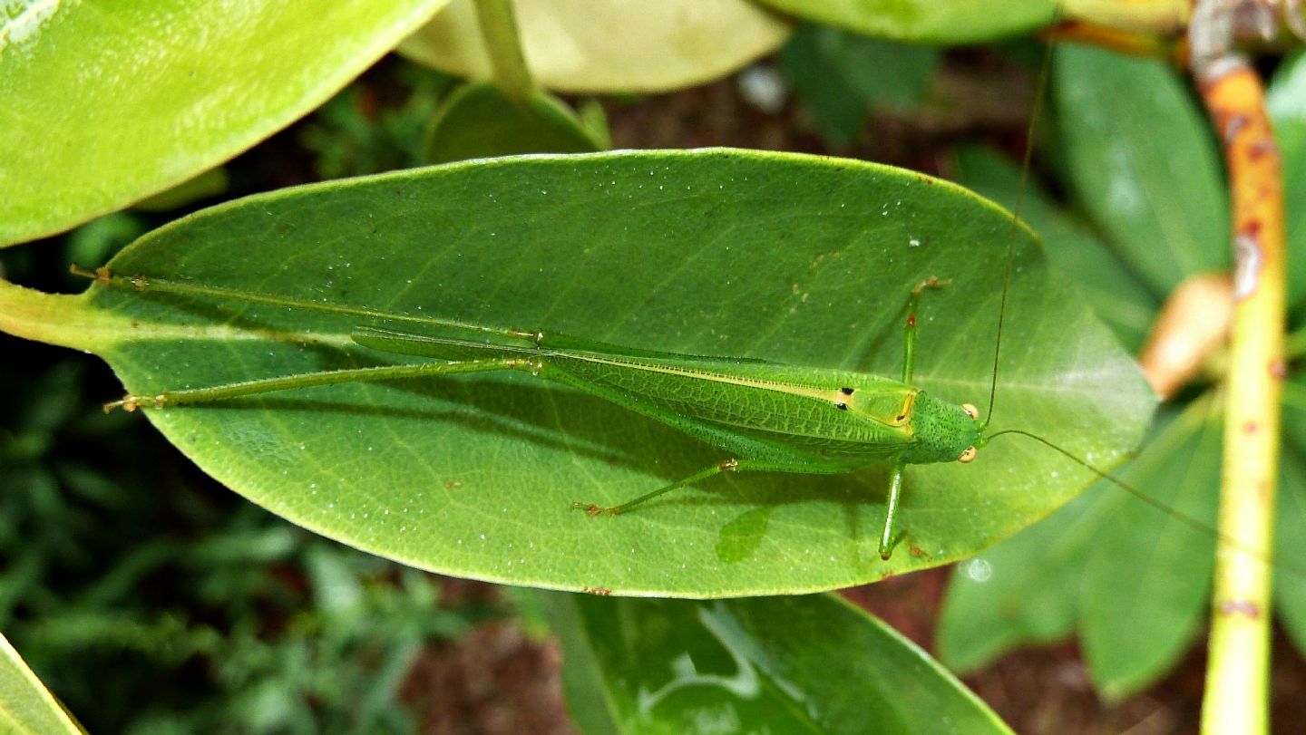 Ninfa di Phaneroptera nana